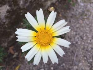 IMG-20160304-WA0004 (Medium)
